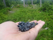 Pod�l cesty je spousta bor�vek