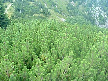 Typick� kle� u Labsk� boudy