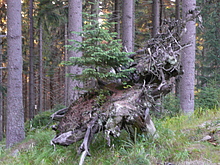 Par�dn� proj��ka Polskem