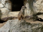 Liberec - ZOO (foto 9)